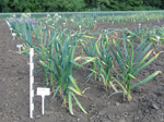 garlic field plot All 508