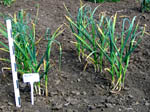 garlic field plot All 877