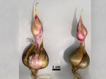 semi-bolting garlic All 1254