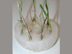garlic source in vitro culture